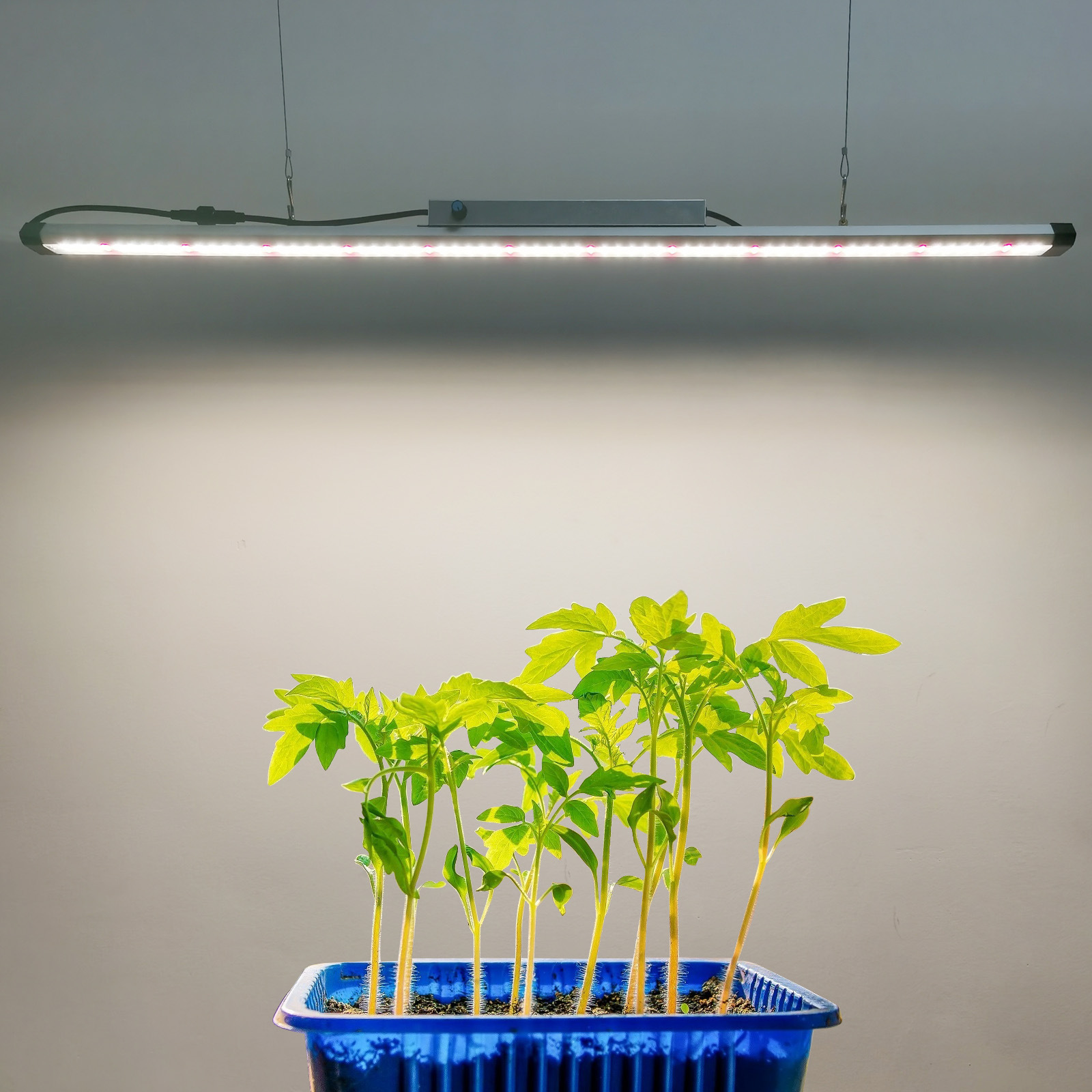 100W Full Spectrum LED Grow Li - Plant Grow Light Full Spectrum review and price